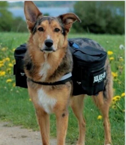 Julius k9 2 - ⭐️, julius-k9
