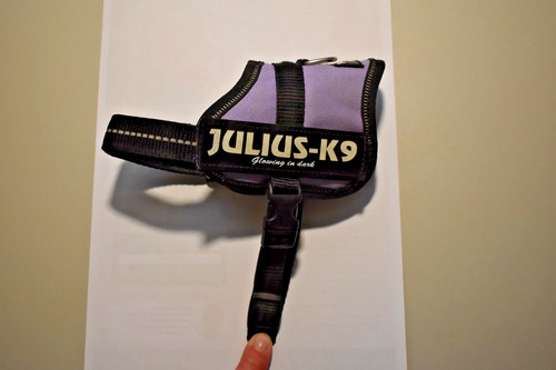 Julius baby - julius-k9, 2
